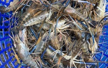 Giá tôm thương phẩm giảm mạnh