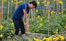 Nông dân Tây Tựu nuốt nước mắt, nhổ hoa vứt bỏ đầy đồng vì ế không bán được