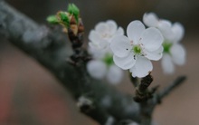 Có người Hà Nội bỏ hàng chục triệu mua hoa lê chơi xuân, nhưng thú chơi này có thực sự thanh nhã như người ta tưởng?