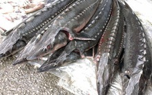 Hải quan sẽ kiểm soát chặt việc nhập khẩu cá tầm