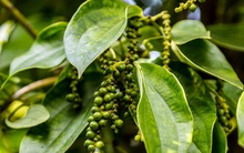 Xuất khẩu hồ tiêu khởi sắc ngay từ đầu năm