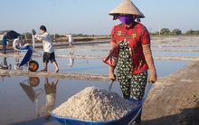 Cận cảnh 'nghề gieo nước biển' đầu năm ở phương Nam