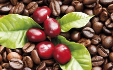 Giá cà phê tăng mạnh, chỉ 2 phiên thêm gần 100 USD/tấn