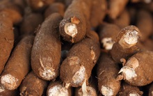 Giá sắn sẽ còn tăng mạnh vào cuối năm 2021