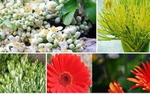Hoa bưởi, hoa cau...đắt hàng dịp rằm tháng Giêng