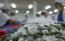 Cạnh tranh từ Ấn Độ có thể gây sức ép lên xuất khẩu tôm Việt Nam