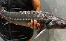 8/11 mẫu cá tầm có dấu hiệu nhập lậu: Tổng cục Hải quan chỉ đạo kiểm soát ra sao?