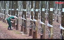 Giá cao su thế giới lập đỉnh đẩy giá trong nước tăng