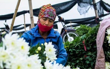 Nông dân ngậm ngùi cắt bỏ hoa do dịch Covid-19