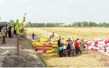 Giá lúa tăng cao, nông dân ĐBSCL thu lời gấp 2-3 lần năm ngoái