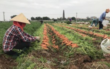 Tín hiệu vui cho xuất khẩu cà rốt Hải Dương
