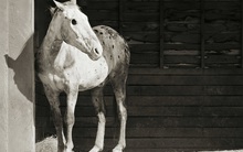 Chùm ảnh những con vật được "cho phép sống đến già" gây ám ảnh lạ kỳ: Khi các mảnh đời ngắn ngủi được "ban tặng" sự sống buồn tủi