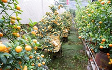 Cận Tết, làng quất lớn nhất Hà Nội nhộn nhịp "trâu vàng cõng quất" bon sai giá tiền triệu