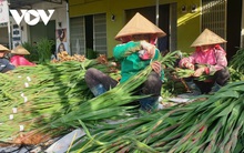 Giá rẻ không ai mua, người trồng hoa lay ơn Lâm Đồng lao đao