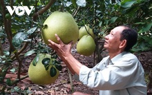 Nhà vườn trồng bưởi Thúng bán Tết giá gấp 20 lần bưởi da xanh