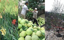 Tết Nguyên đán 2021 cận kề: Đào, lay ơn, bưởi..."ngẩn ngơ" vì rớt giá