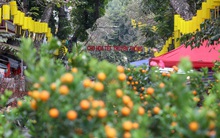 CLIP: Phố hàng Mã rực rỡ sắc đỏ hút khách ngày cận Tết Nguyên đán Tân Sửu 2021