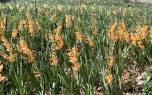 Giá hoa rẻ hơn cỏ voi, chính quyền kêu gọi 'giải cứu' lay ơn