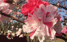 Cây hoa đào mix 3 màu đỏ - hồng - trắng siêu quý hiếm khoe sắc rực rỡ khiến dân mạng xôn xao, trầm trồ