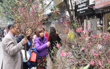 Kinh nghiệm để chọn và chăm sóc hoa đào ngày Tết