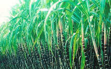 Mía đường Lam Sơn (LSS) bất ngờ điều chỉnh giảm mạnh chỉ tiêu lợi nhuận niên độ 2020-2021 xuống 119 tỷ đồng