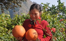 Trồng bưởi đỏ tiến vua, nông dân "hốt bạc" mỗi dịp Tết