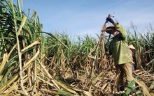 Áp thuế chống bán phá giá tạm thời cho đường nhập khẩu từ Thái Lan: Nhìn từ nhiều phía