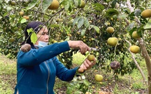 Đặc sản quýt Nghệ An bán rẻ như cho vẫn không ai mua