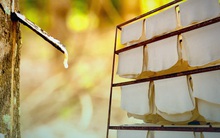 Giá cao su sắp tới sẽ ra sao khi nhu cầu hồi phục mạnh nhưng sản lượng sụt giảm?