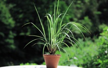 7 loại cây gia vị bạn nên trồng để vừa ăn ngon vừa đuổi gián, muỗi cực hiệu quả