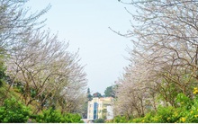 Hoa ban và điệp anh đào tuyệt đẹp tại đền Cửa Ông