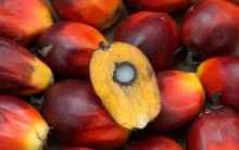 Giá dầu thực vật “âm thầm” tăng gấp rưỡi trong nửa năm qua