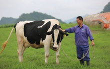 Khoản đầu tư gần 4.000 tỷ đồng của Vinamilk sẽ thay đổi như thế nào khi GTN sáp nhập ngược vào Vilico?