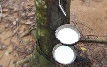 Doanh nghiệp trồng cao su đón tin vui đầu năm: Xuất khẩu và giá bán cùng tăng mạnh