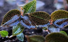 Loại cỏ mọc hoang được ví là "thần dược", "cỏ thiêng", quý hơn nhân sâm, có giá lên tới 20 triệu đồng/kg