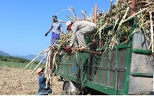 Trồng mía không hiệu quả, nông dân Khánh Hòa loay hoay chuyển đổi cây trồng mới