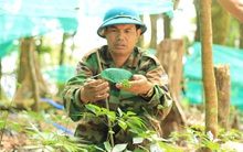 Kỳ lạ vườn sâm quý giúp giữ rừng ở Kon Tum