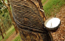 Giá cao su Campuchia tăng mạnh do nhu cầu từ Trung Quốc