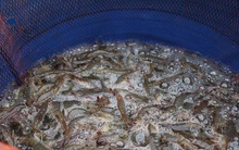 Đầu vụ, giá tôm thẻ chân trắng tăng cao