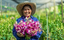 Nghịch lý "chơi lan": Nơi bán tiền tỷ, nơi vứt bỏ vì ế không ai mua