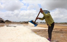 Diêm dân Bến Tre mất mùa muối