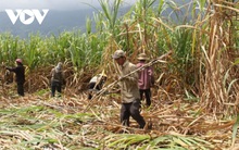 Ngành mía đường liệu có đứng dậy được sau những biện pháp phòng vệ thương mại?