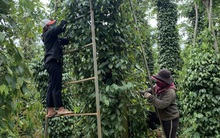 Giá hồ tiêu đảo chiều giảm mạnh