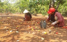 Điều rớt giá khiến nông dân lo lắng