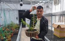 Công an thông tin vụ giao dịch lan đột biến gần 300 tỷ