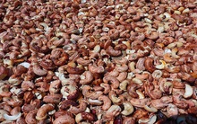 Ngành chế biến điều trước tình trạng thừa công suất, "đói" nguyên liệu