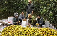 Chính quyền vào cuộc giải cứu 2.000 tấn cam Phủ Quỳ giá 5.000 đồng/kg