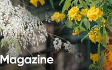 Hà Nội, Sài Gòn những ngày giao mùa: Hoa bay rợp trời làm lòng mình dịu lại