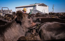 Australia rơi vào cuộc khủng hoảng thịt bò