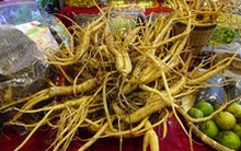 Sâm giả khắp nơi